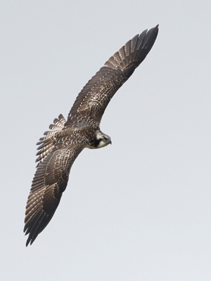 Osprey Chick - Credit Simon Kidner