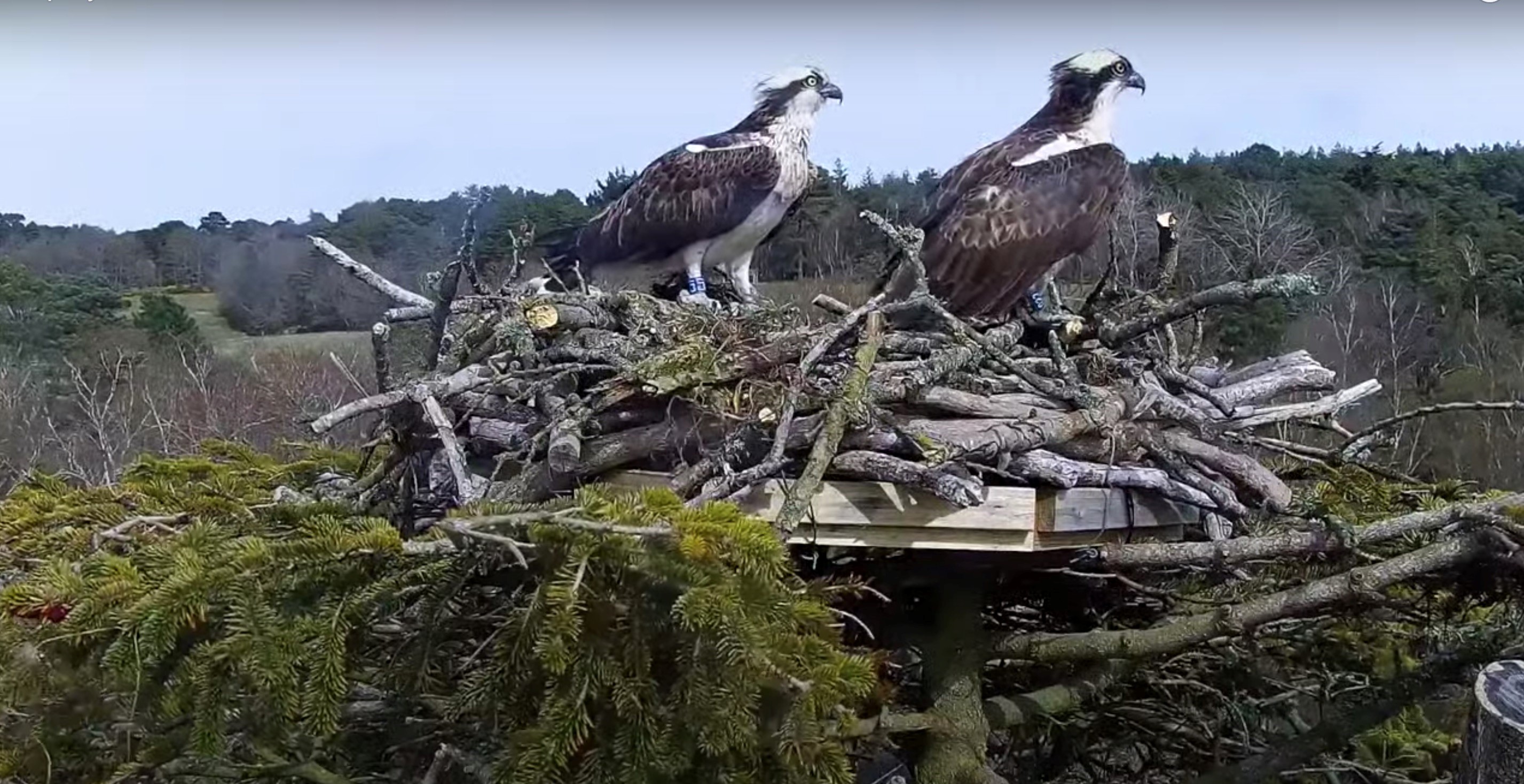Two of Pooles Ospreys perching on their man made nest 