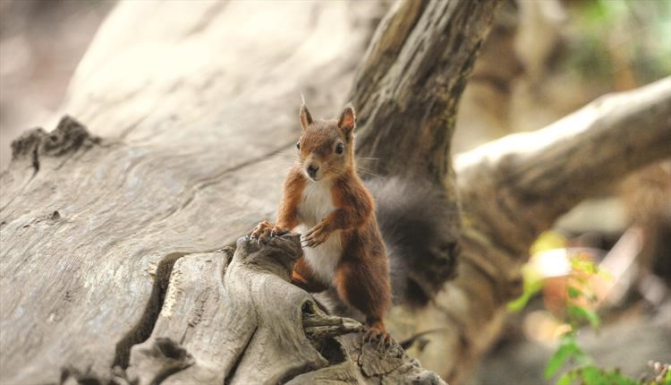 Brownsea Islands infamous Red Squirrel