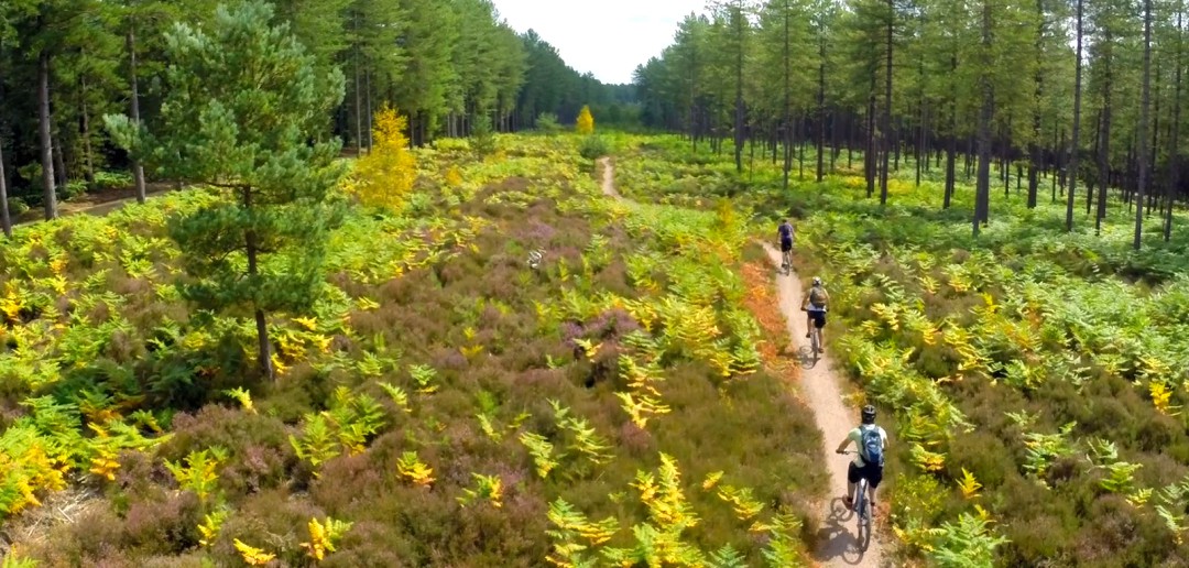 An aerial view of trails through Moors Valley near Bournemouth